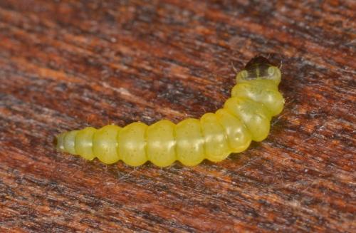 Coptotriche sp.
